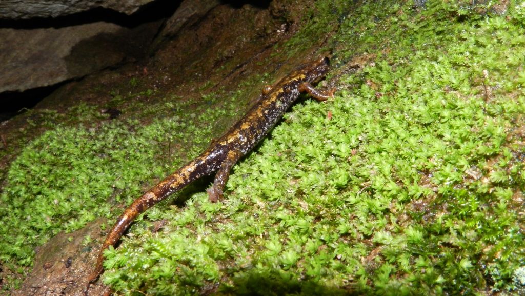Orto Botanico Pietro Pellegrini sulle Alpi Apuane